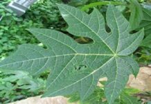 ਸਿਰਫ਼ ਪਪੀਤਾ ਹੀ ਨਹੀਂ.. ਇਸ ਦੇ ਪੱਤੇ ਵੀ ਹਨ ਪ੍ਰਭਾਵਸ਼ਾਲੀ, ਇਸ ਵਿੱਚ ਛੁਪਿਆ ਹੈ ਸਿਹਤਮੰਦ ਲੀਵਰ ਦਾ ਰਾਜ਼, ਚਮੜੀ ਦੇ ਰੋਗ ਵੀ ਹੁੰਦੇ ਹਨ ਠੀਕ