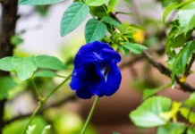 ਮਾਹਵਾਰੀ ਦੌਰਾਨ ਹੁੰਦੇ ਦਰਦ ਨੂੰ ਘਟਾ ਸਕਦੇ ਹਨ ਅਪਰਾਜਿਤਾ ਦੇ ਫੁੱਲ, ਜਾਣੋ ਇਸ ਦੇ ਹੋਰ ਸਿਹਤ ਲਾਭ