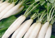 ਕੈਂਸਰ ਵਰਗੀ ਵੱਡੀ ਬਿਮਾਰੀ ਦਾ ਕਾਲ ਹੈ ਇਹ ਸਬਜ਼ੀ, ਸਾਲ ਵਿੱਚ ਮਿਲਦੀ ਹੈ ਸਿਰਫ਼ 3 ਮਹੀਨੇ, ਸਿਹਤ ਲਈ ਵਰਦਾਨ