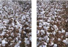 ਕੇਂਦਰੀ ਵਿਤਕਰਾ: ਨਰਮੇ ਦੀ ਖਰੀਦ ’ਚ ਹੱਥ ਘੁੱਟਿਆ